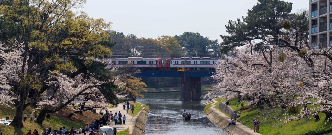 Hanami: How Japan Turns Cherry Blossoms Into a National Holiday of Joy 1 Hanami: How Japan Turns Cherry Blossoms Into a National Holiday of Joy