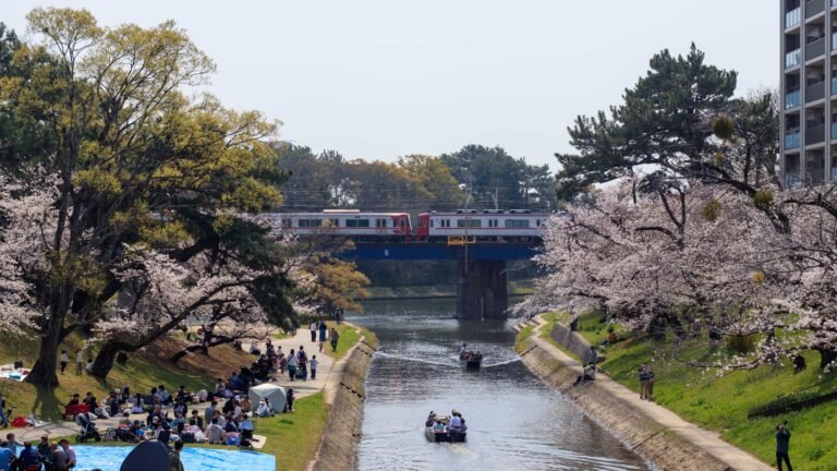 Cherry blossoms in bloom during hanami season in Japan